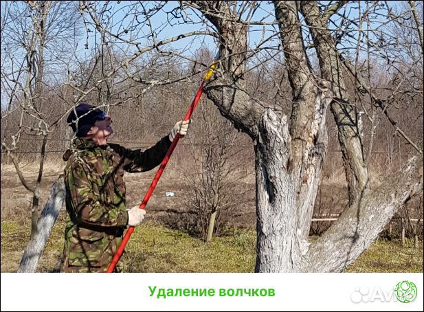 Обрезка плодовых деревьев