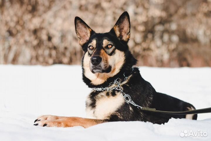 Бони ищет дом