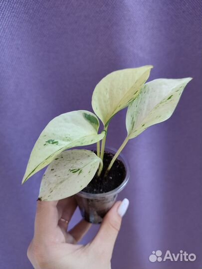 Эпипремнум Сноу Квин