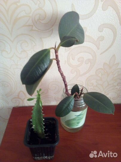 Молочай.ростки Фикуса 3 шт
