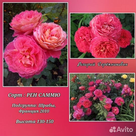Розы кустовые Саженцы роз зкс шрабы
