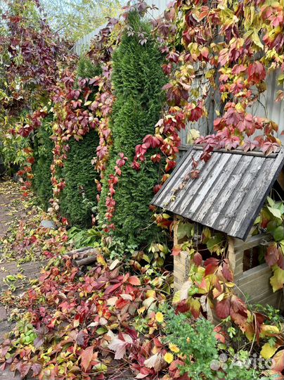 Многолетние цветы