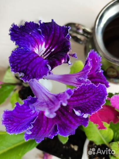 Глоксиния, стрептокарпусы