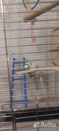 Волнистые попугаи пара