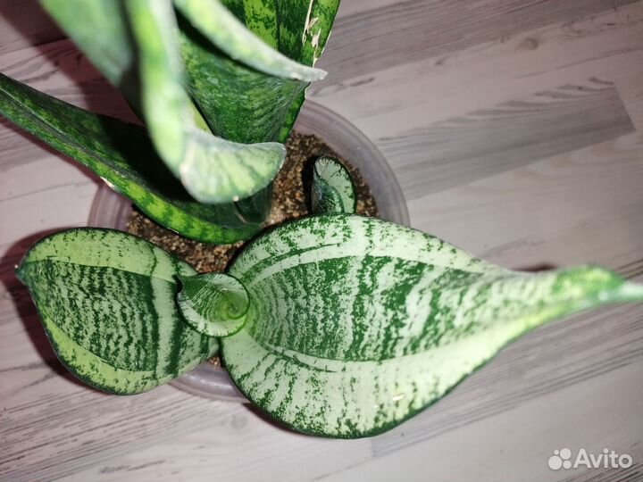 Сансевиерия Муншайн мутант Каспер