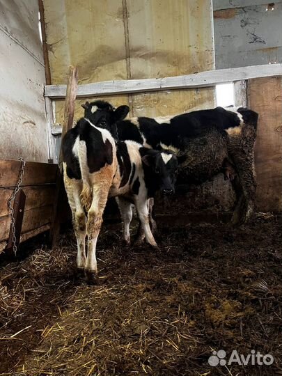 Корова с теленком дойная