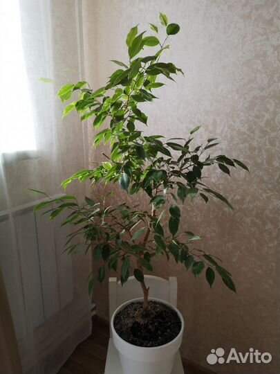 Фикус бенджамина