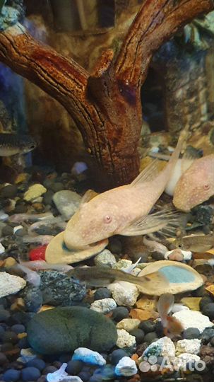 Аквариумные рыбки, сомики анцитрусы