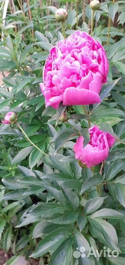 Пион ярко-розовый в горшке