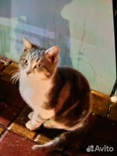 Котик потеряшка