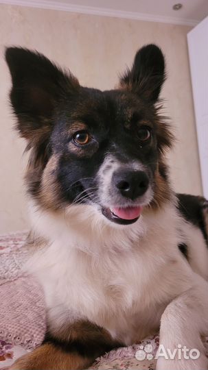 Маленькая собака в добрые руки