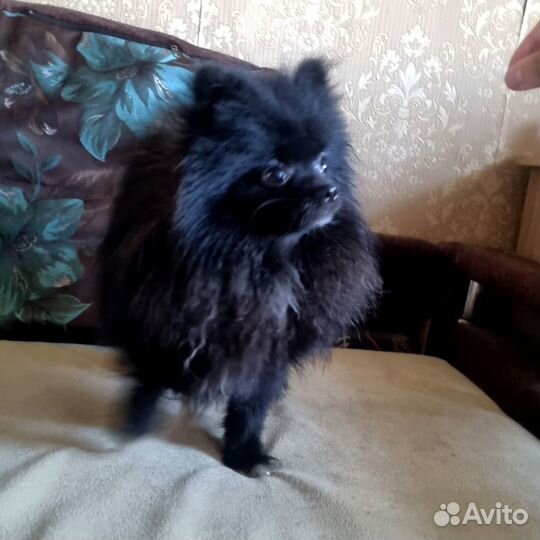 Померанский шпиц мальчик