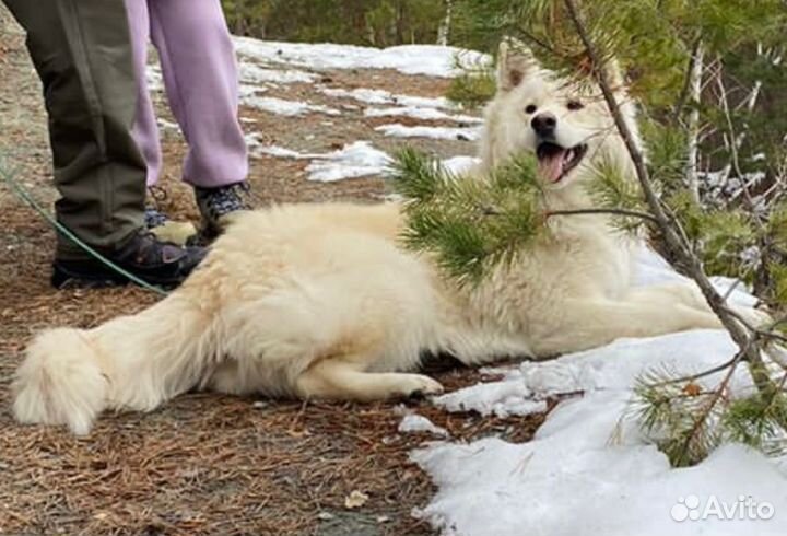 Милые пушистики