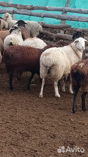 Курдючные бараны овцы