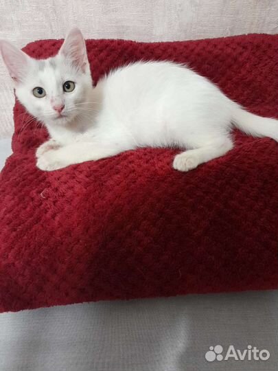 В добрые руки