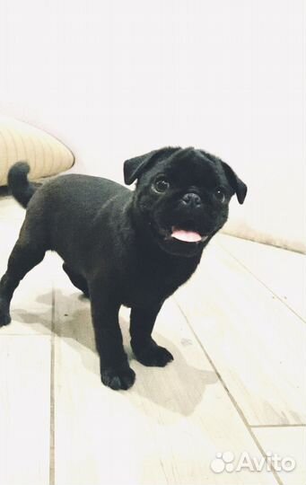 Щенок мопса девочка