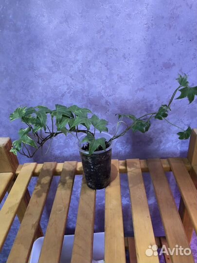 Хедера вариегатная