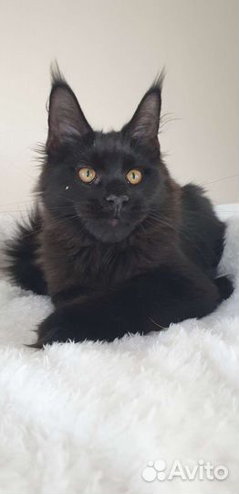 Черная пантера