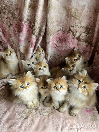 Британские золотые котята