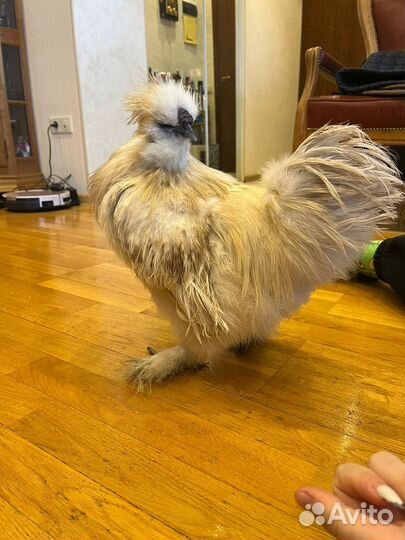 Молодые петухи китайские шелковые