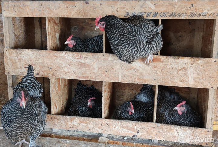 Джерсийский гигант, Мехеленская кукушка, Амрокс