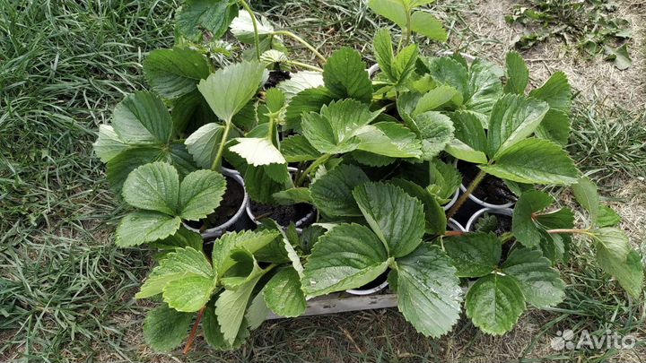 Продам саженцы клубники