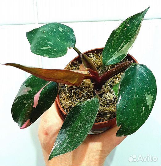 Филодендрон Пинк Принцесс Гэлакси