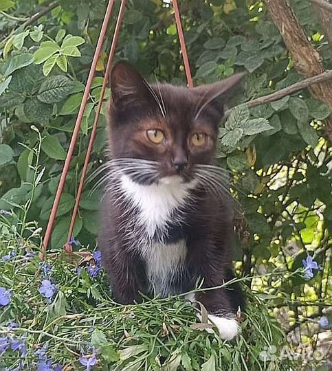 Котенок девочка в дар