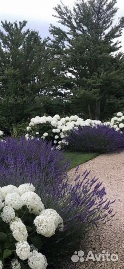 Гортензия древовидная Анабель белая