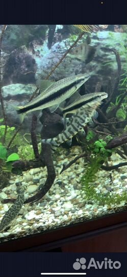 Аквариумные рыбки