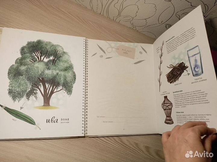 Мой гербарий. Листья деревьев. Книга с отделениями