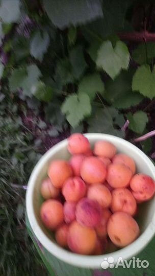 Саженцы абрикос