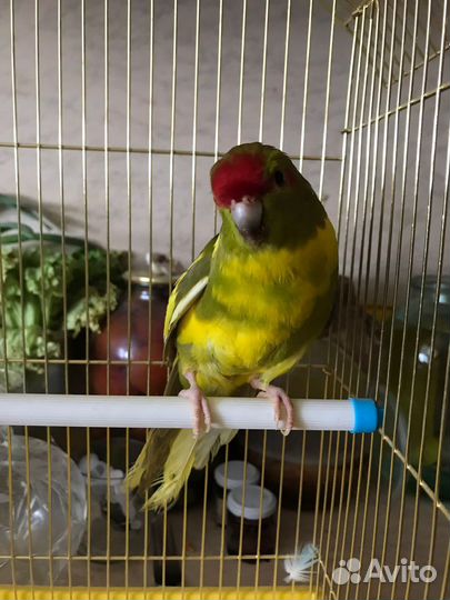 Попугай какарики и неразлучники птенцы