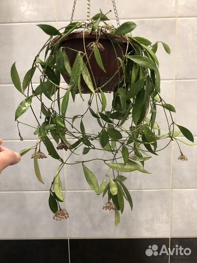 Хойи взрослые