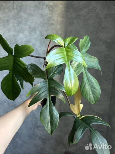 Филодендрон магическая маска