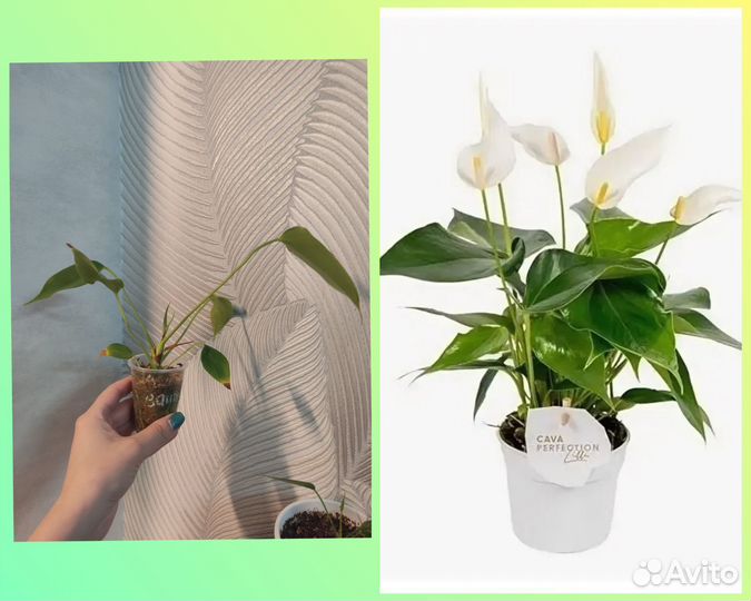 Антуриум Лили ред, вайт, зизу, вайт чемпион, белый