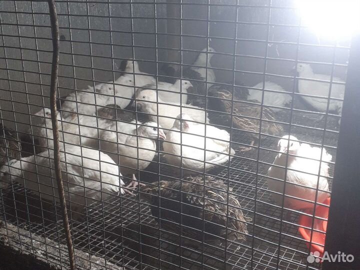 Перепелки несушки