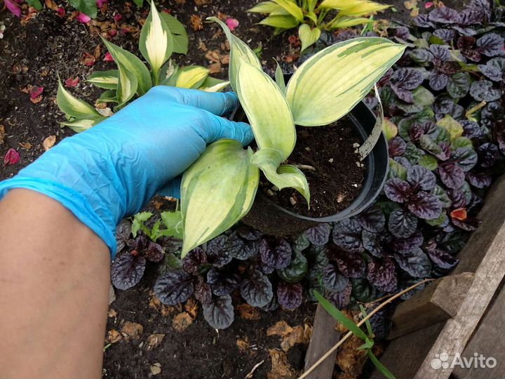 Хоста в ассортименте