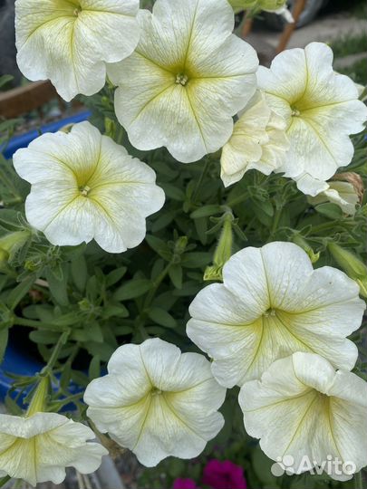 Семена петунии Opera supreme уп.5 шт опера