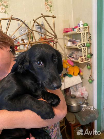 Щенки в добрые руки