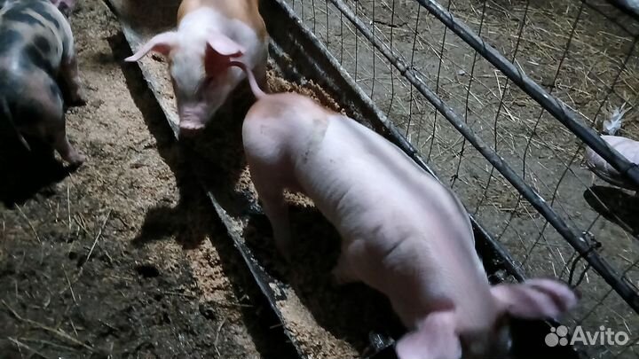 Поросята большая белая +петрен макстер