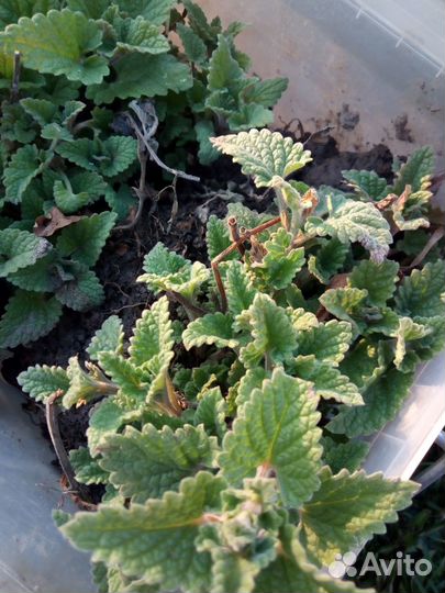 Мелисса в горшочках рассада