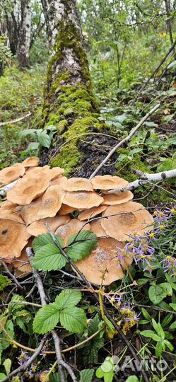 Грибы опята