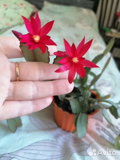 Декабристы