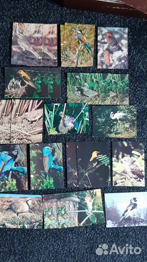 Открытки СССР Птицы
