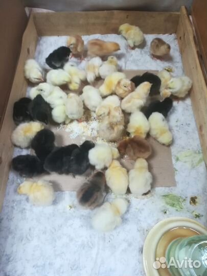 Яйцо инкубационное