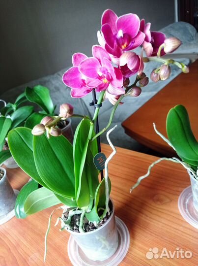 Орхидея Cute Holly мультифлора арома цветет