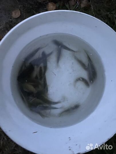 Живец карась