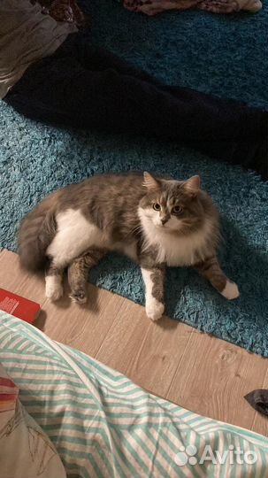 Кошка