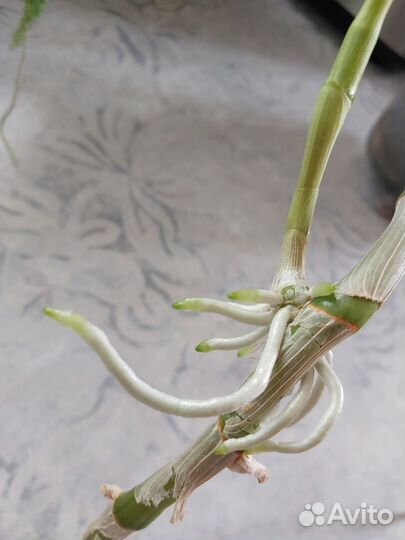 Детка дендробиума